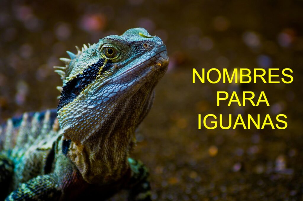 Los mejores nombres para iguanas