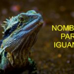 Los mejores nombres para iguanas