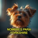 Mejores nombres para Yorkshire Terrier
