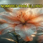 otro nombre para el lirio