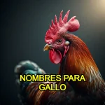 Nombres para gallo