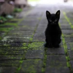 Nombres para gatas negras