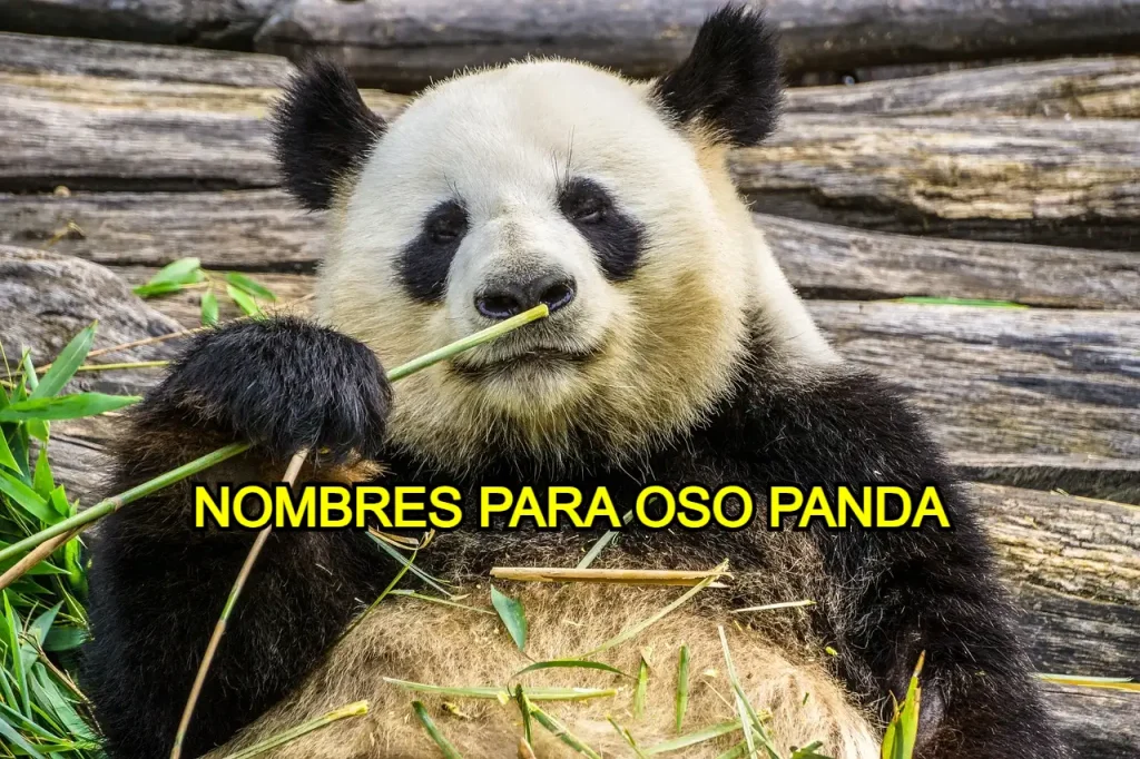 Nombres para oso panda