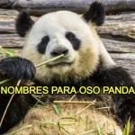 Nombres para oso panda