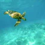 Lista de nombres para tortugas