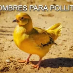 nombres para un pollito