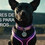 mejores nombres de dioses para un perro