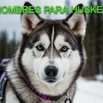 mejores nombres para un perro raza huskey