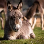 Nombres para burros: Más de 100 ideas originales y divertidas