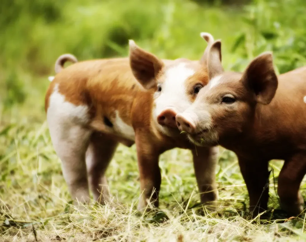 Lista de nombres para cerdo
