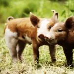 Lista de nombres para cerdo