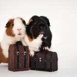 Listado de nombres para cobayas