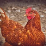 Lista de nombres para gallinas
