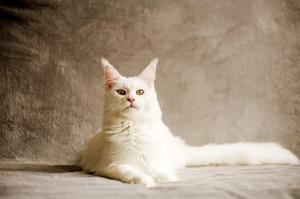 Lista de nombres japonés para gatos