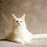 Lista de nombres japonés para gatos