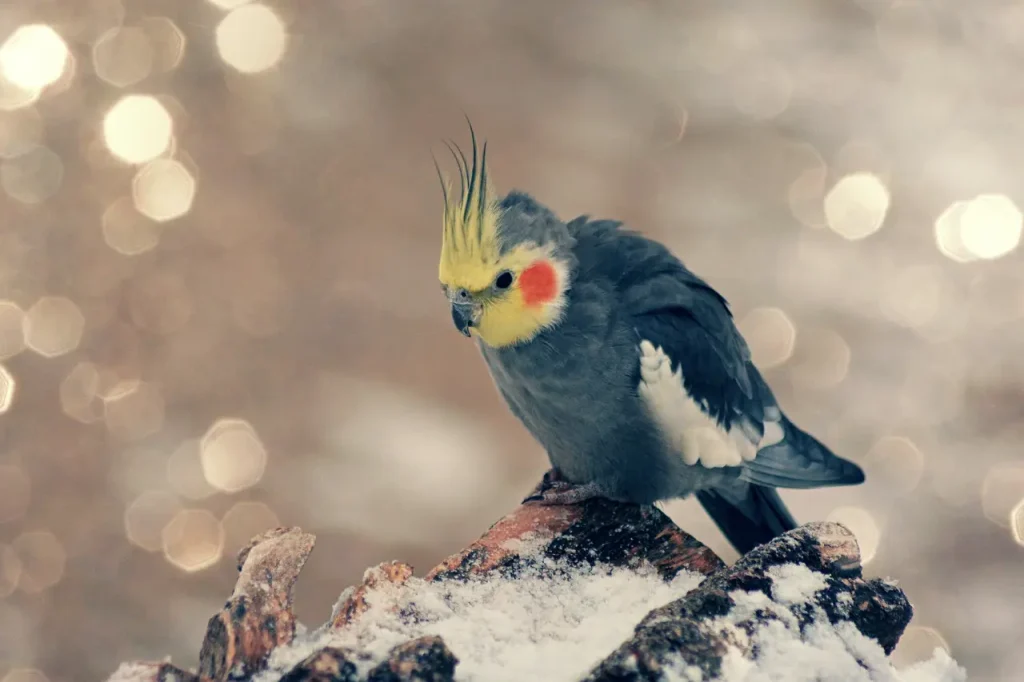 Lista de nombres para ninfas