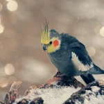 Lista de nombres para ninfas