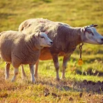 Lista de nombres para ovejas