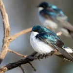 Lista de nombres de pajaros