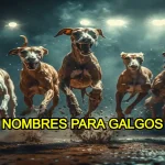Nombres para galgos originales