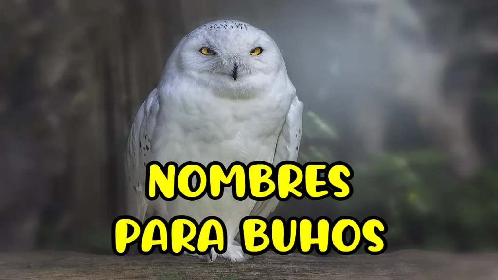 Nombres para buhos