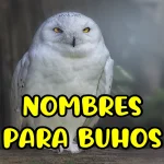 Nombres para buhos