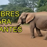 Nombres para elefantes