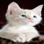 Nombres para gato blanco