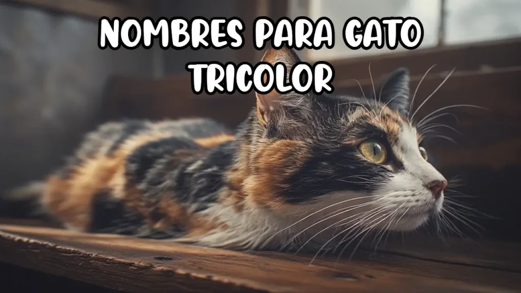Nombres para gato tricolor