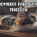 Nombres para gato tricolor