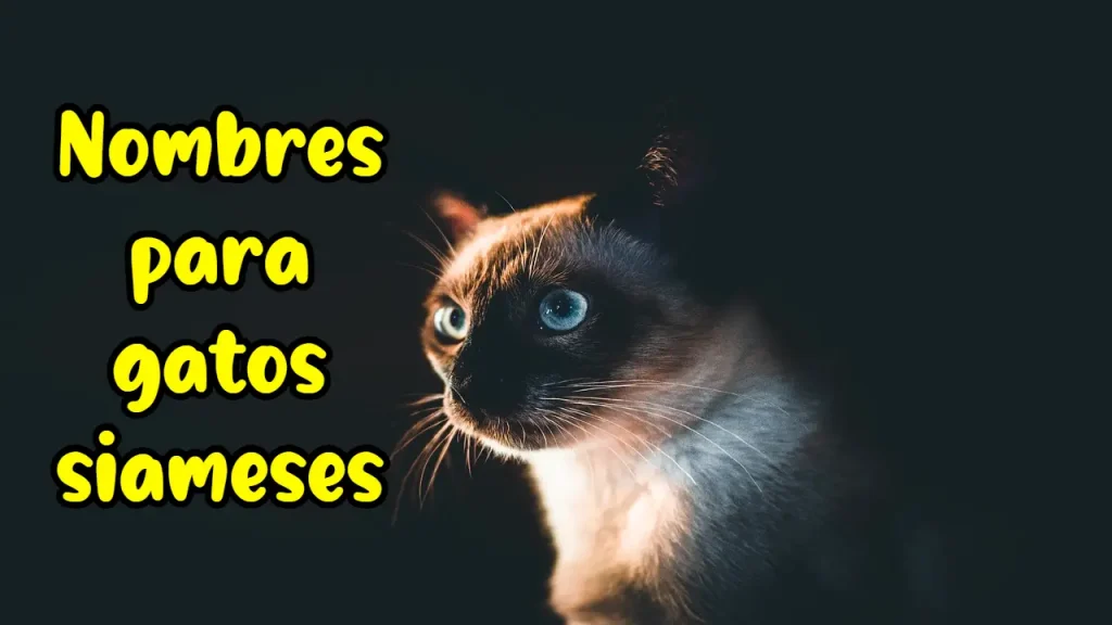 Nombres para gatos siameses