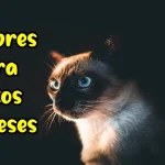 Nombres para gatos siameses