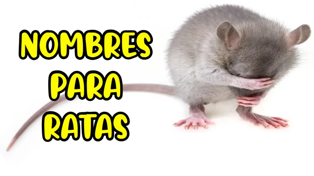 Nombres para ratas