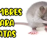 Nombres para ratas
