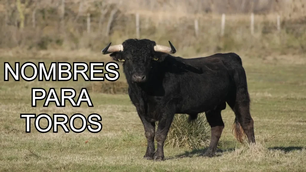 Nombres para toros