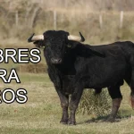 Nombres para toros